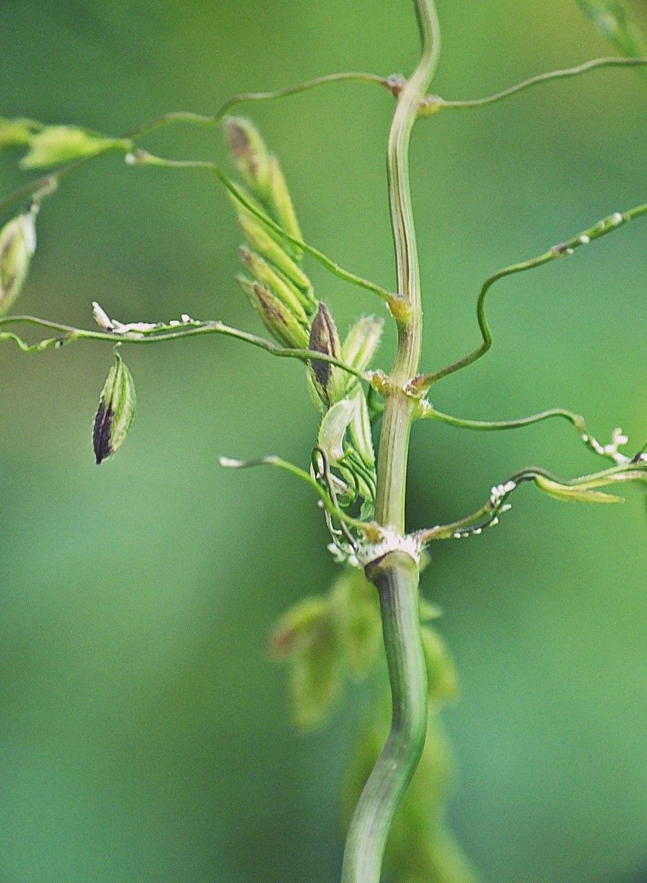 Taken Sep 15, 2015 by Tela Botanica − Jacques MARÉCHAL (cc-by-sa)