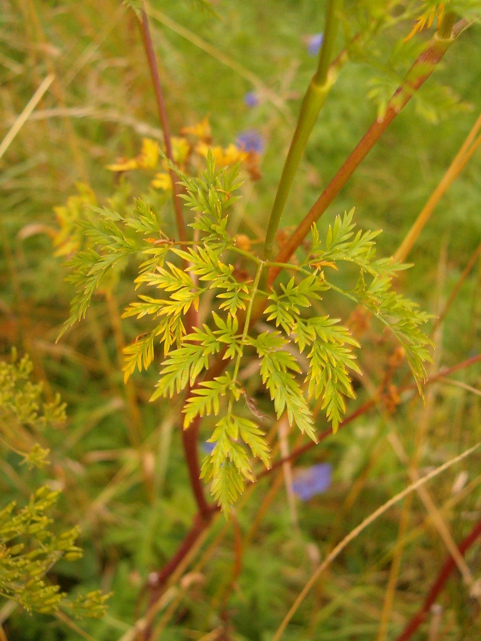 Taken Jul 23, 2011 by Tela Botanica − Florent Beck (cc-by-sa)