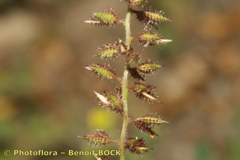 Taken Jul 15, 2008 by Photoflora - Benoit BOCK (©)