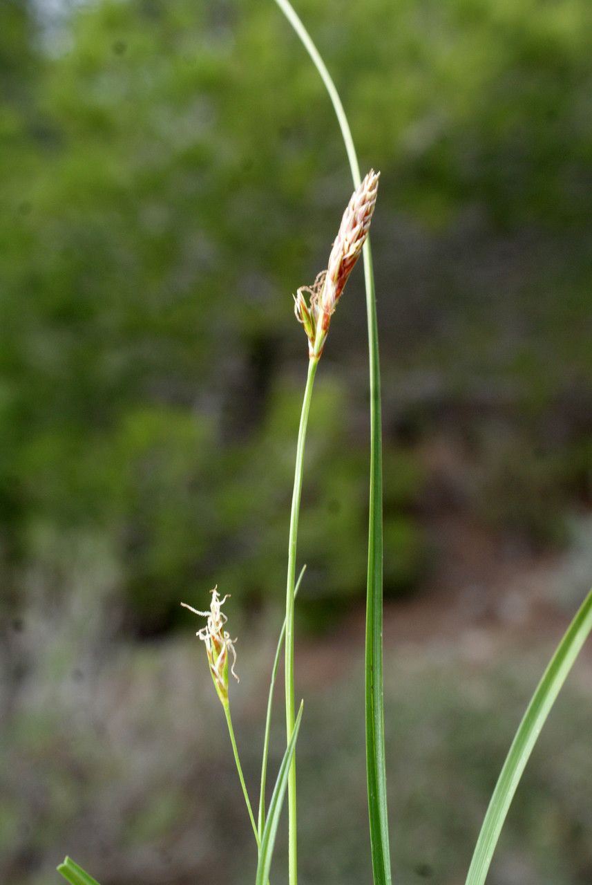 Taken Feb 22, 2016 by Tela Botanica − Liliane ROUBAUDI (cc-by-sa)