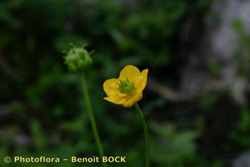 Taken Jul 15, 2004 by Photoflora - Benoit BOCK (©)