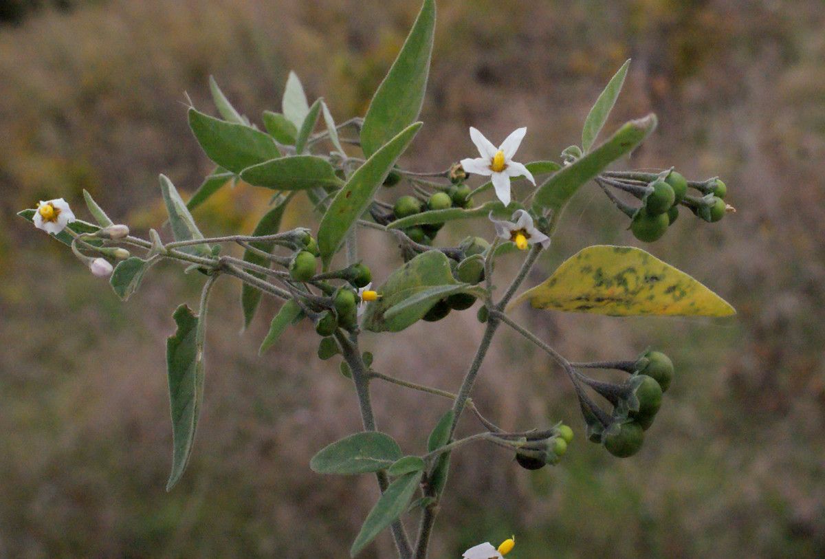 Taken Oct 24, 2015 by Tela Botanica − Liliane ROUBAUDI (cc-by-sa)