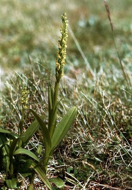 Taken Jan 1, 1900 by EOL − Encyclopedia of Life (cc-by-nc)