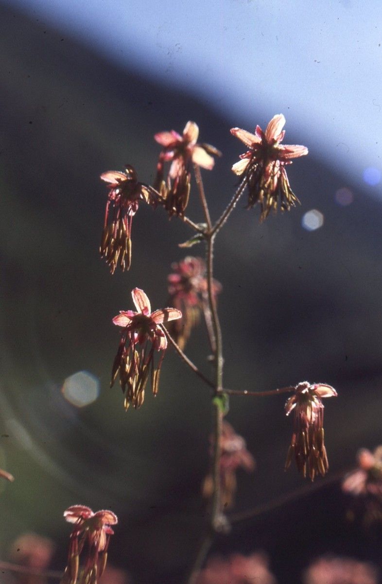 Taken Jul 10, 1987 by Tela Botanica − Liliane Roubaudi (cc-by-sa)