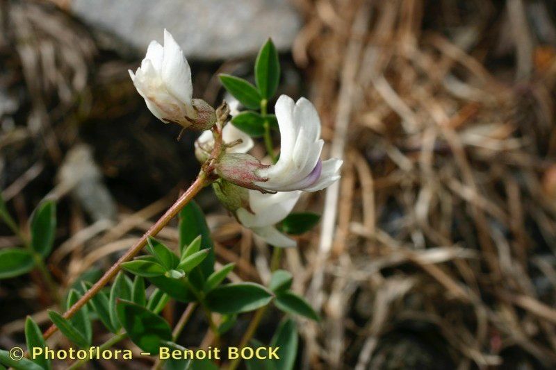 Taken Jul 15, 2005 by Photoflora - Benoit BOCK (©)