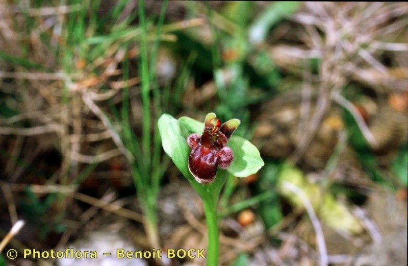 Taken Apr 15, 1998 by Photoflora - Benoit BOCK (©)