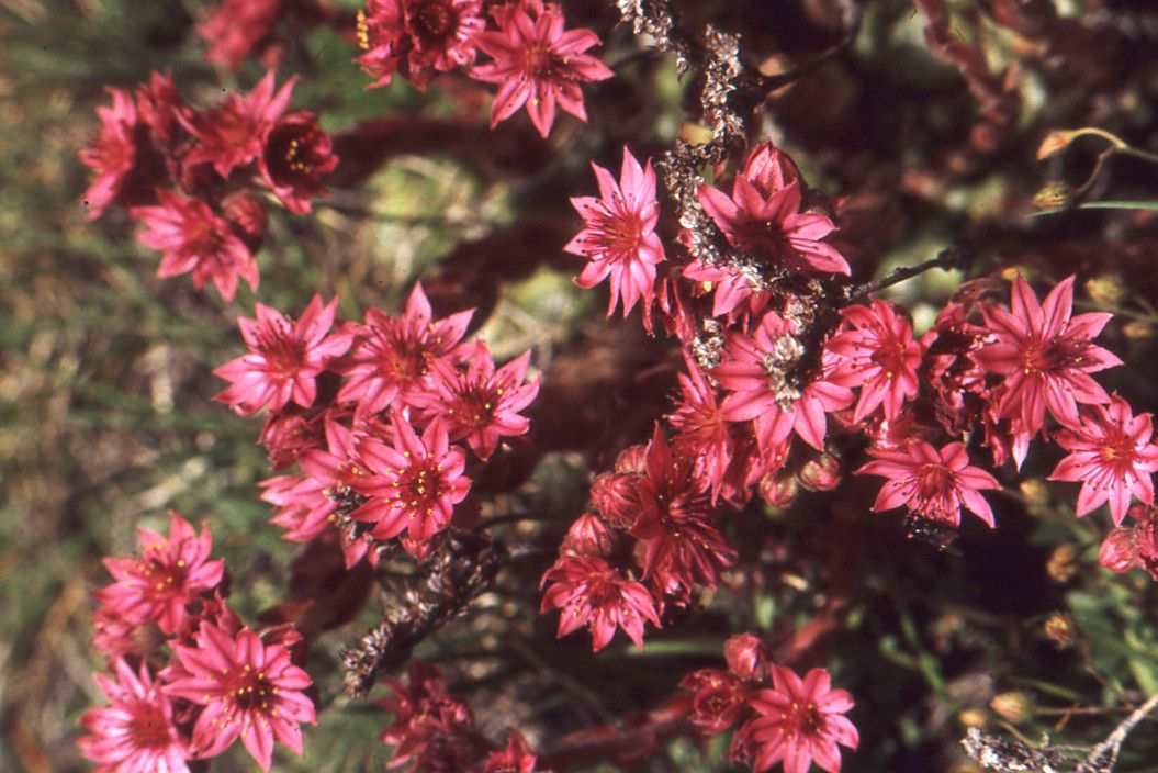 Taken Jul 6, 1990 by Tela Botanica − Liliane Roubaudi (cc-by-sa)