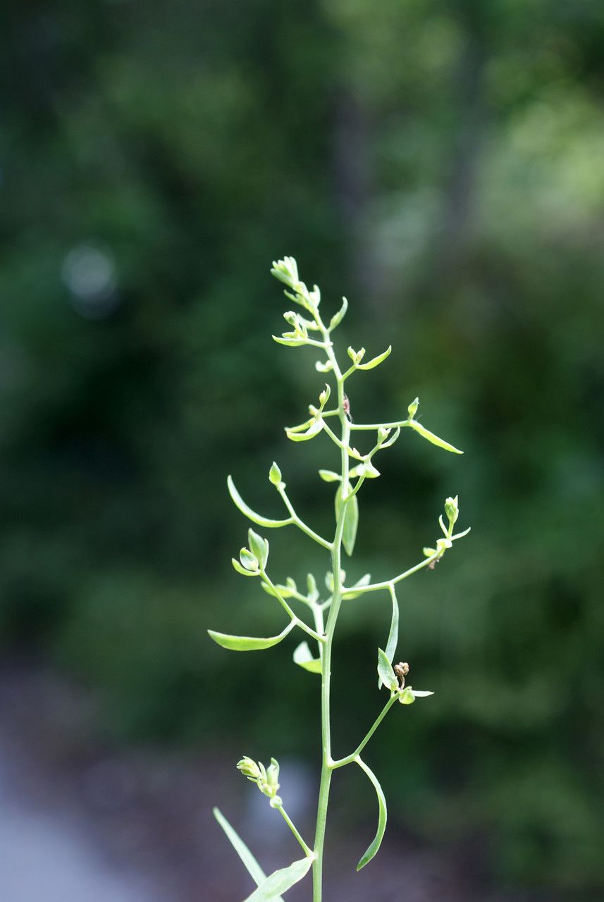 Taken Jul 10, 2014 by Tela Botanica − Liliane Roubaudi (cc-by-sa)