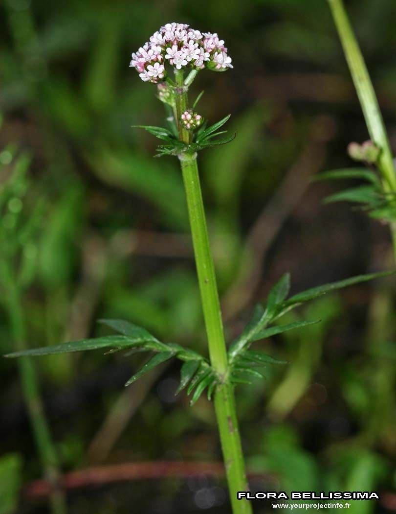 Taken Jan 1, 1800 by Tela Botanica − Thierry Pernot (cc-by-sa)