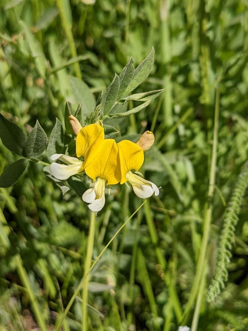 Hosackia oblongifolia Benth., Streambank Deer-Vetch (World flora) - Pl ...