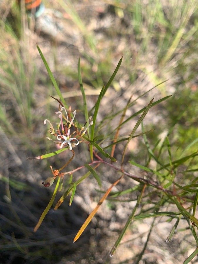 Trefle | Grevillea parviflora