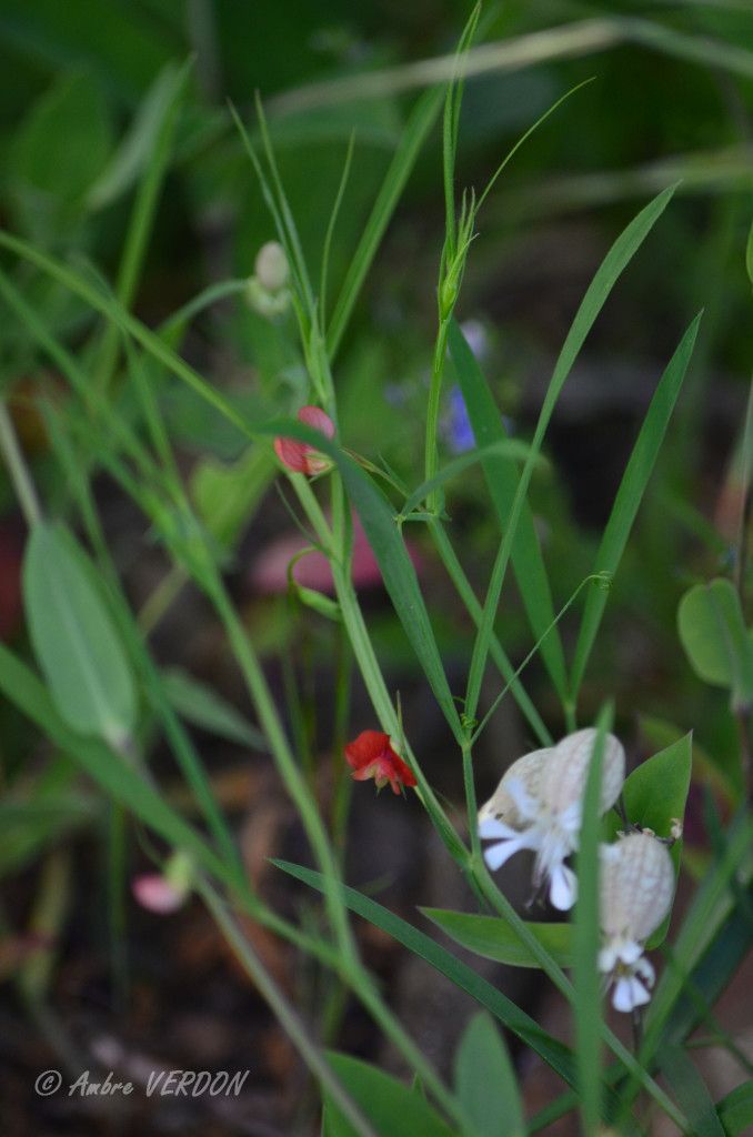 Taken May 20, 2016 by Tela Botanica − ambre VERDON (cc-by-sa)