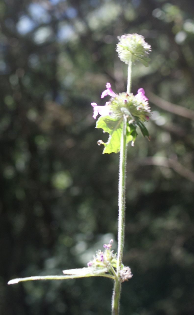 Taken Aug 17, 2014 by Tela Botanica − Liliane Roubaudi (cc-by-sa)