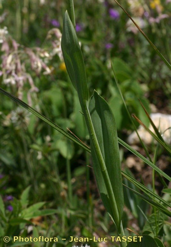 Taken Jul 15, 2005 by Photoflora - Jean-Luc TASSET (©)