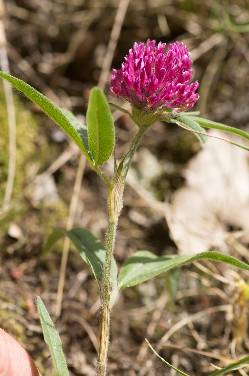 Taken Jun 21, 2015 by Tela Botanica − Jean-Jacques HOUDRÉ (cc-by-sa)