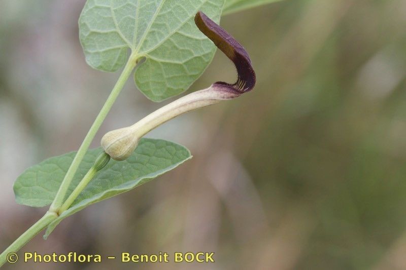 Taken May 15, 2015 by Photoflora - Benoit BOCK (©)