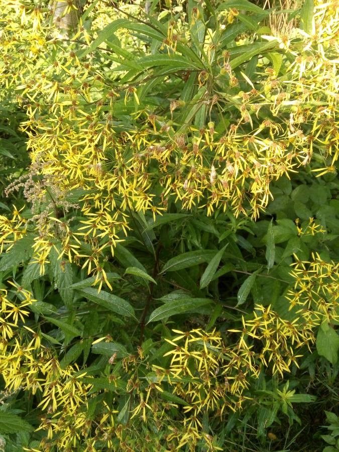 Wood ragwort