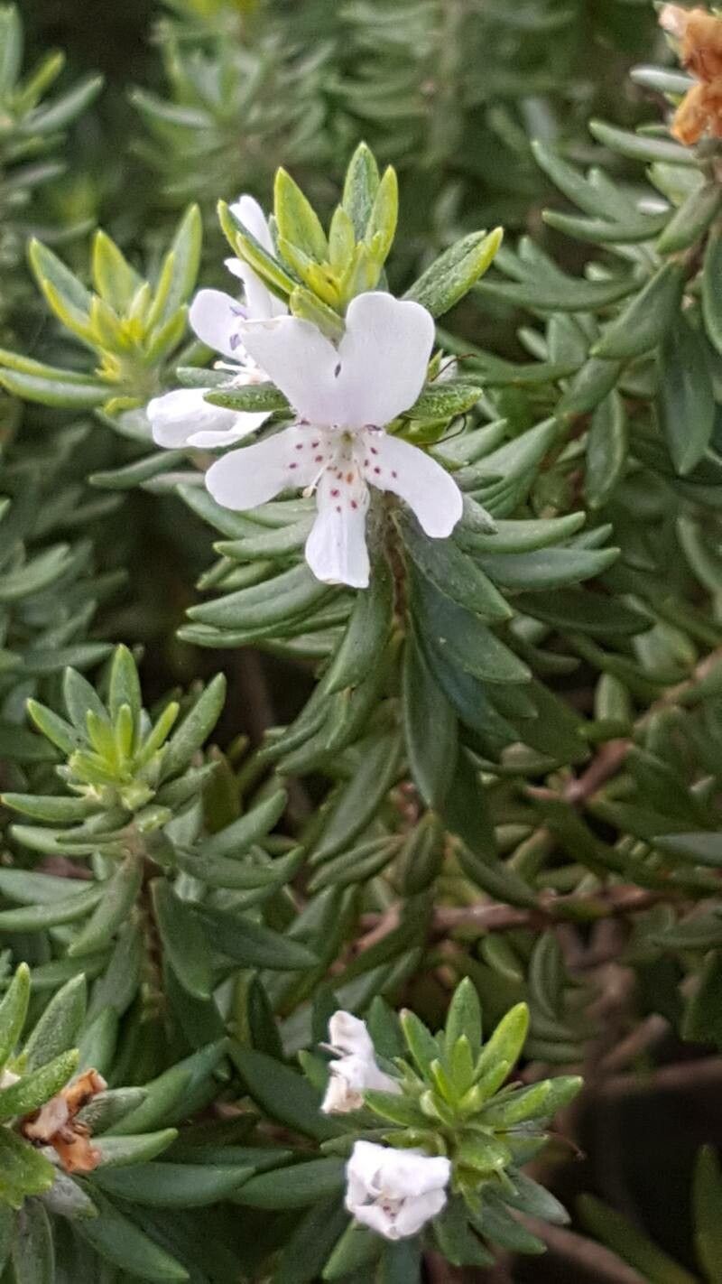 How To Grow Westringia fruticosa | EarthOne