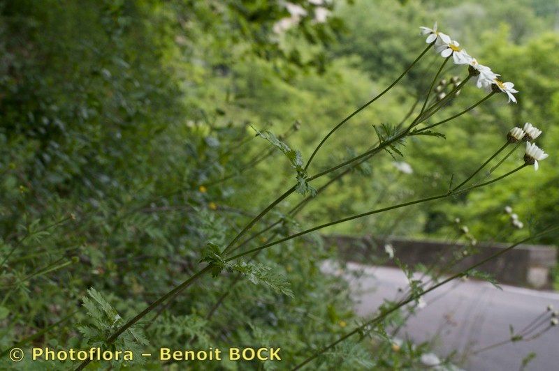 Taken May 15, 2012 by Photoflora - Benoit BOCK (©)