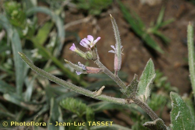 Taken Feb 15, 2008 by Photoflora - Jean-Luc TASSET (©)