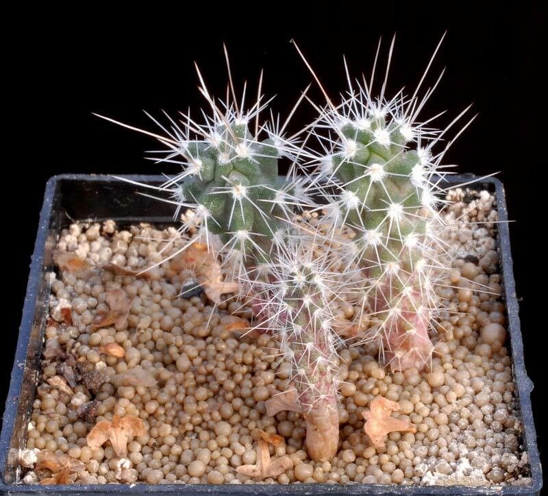 Sclerocactus spinosior (Engelm.) D. Woodruff & L.D. Benson, Desert