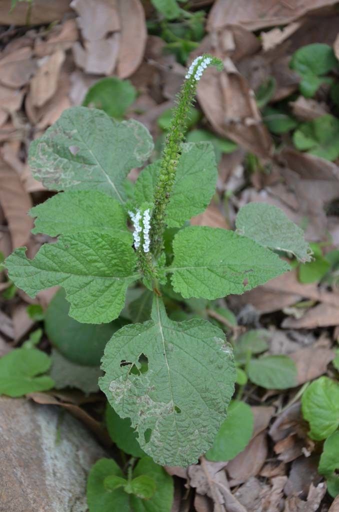 Taken May 6, 2014 by Tela Botanica − Sénégal ENGOUEMENT (cc-by-sa)