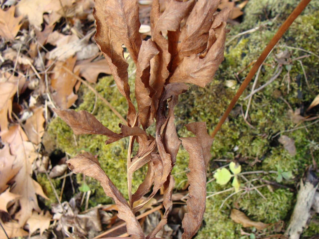 Plant Image 4