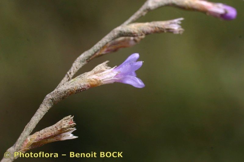 Taken Aug 15, 2006 by Photoflora - Benoit BOCK (©)