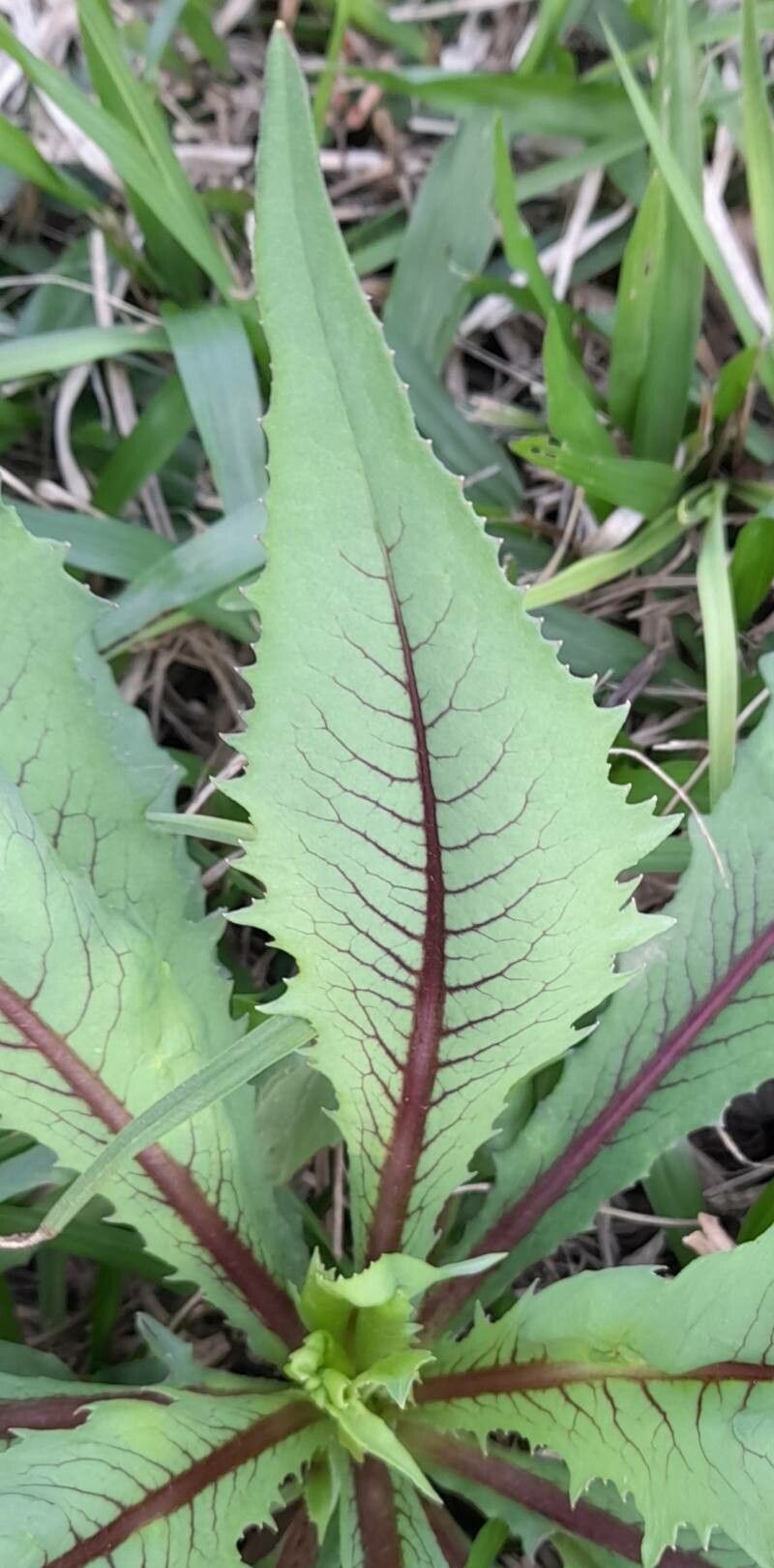 Lactuca indica L., Indian lettuce (World flora) - Pl@ntNet identify