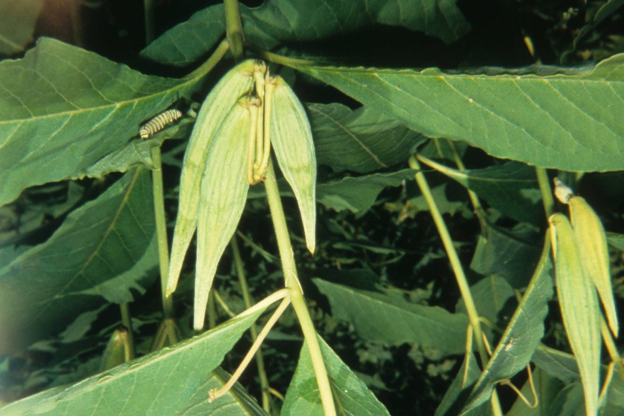 Plant Image 1