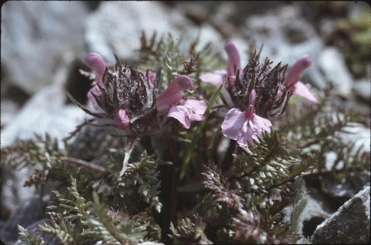 Taken Jul 6, 2004 by Tela Botanica − Liliane ROUBAUDI (cc-by-sa)