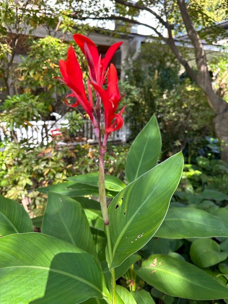 Observation: Canna indica L. (Johanna Doberitz Oct 12, 2023) World flora -  Pl@ntNet identify