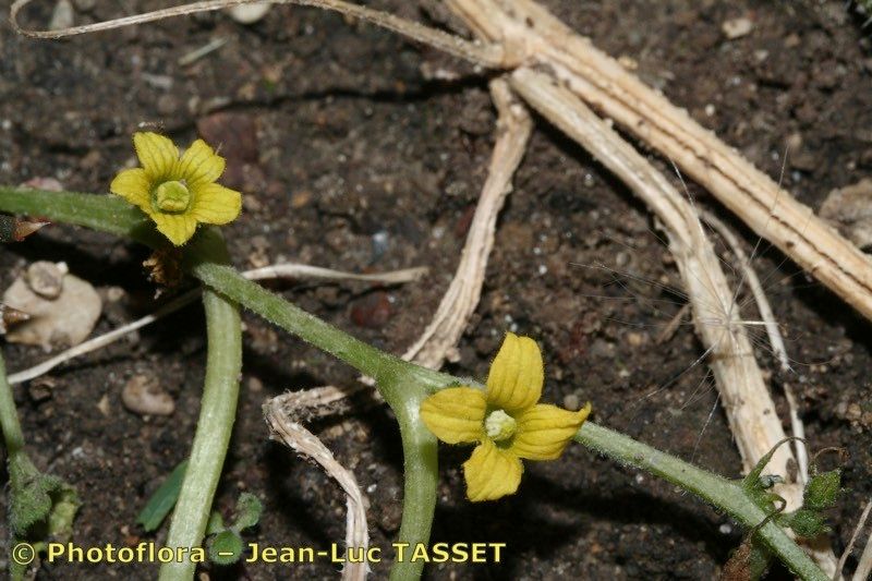 Taken Oct 15, 2006 by Photoflora - Jean-Luc TASSET (©)