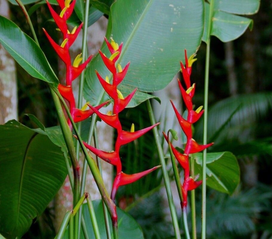 Heliconia farinosa Raddi (World flora) - Pl@ntNet identify