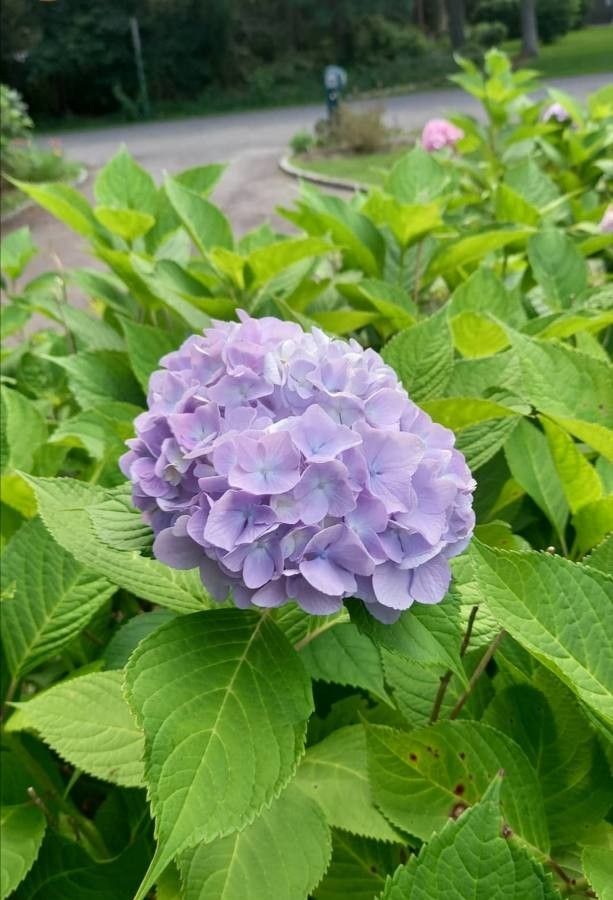 Observación: Hydrangea macrophylla (Thunb.) Ser. (BBC Negrita 17 de jul. de  2021) Flora mundial - Pl@ntNet identify