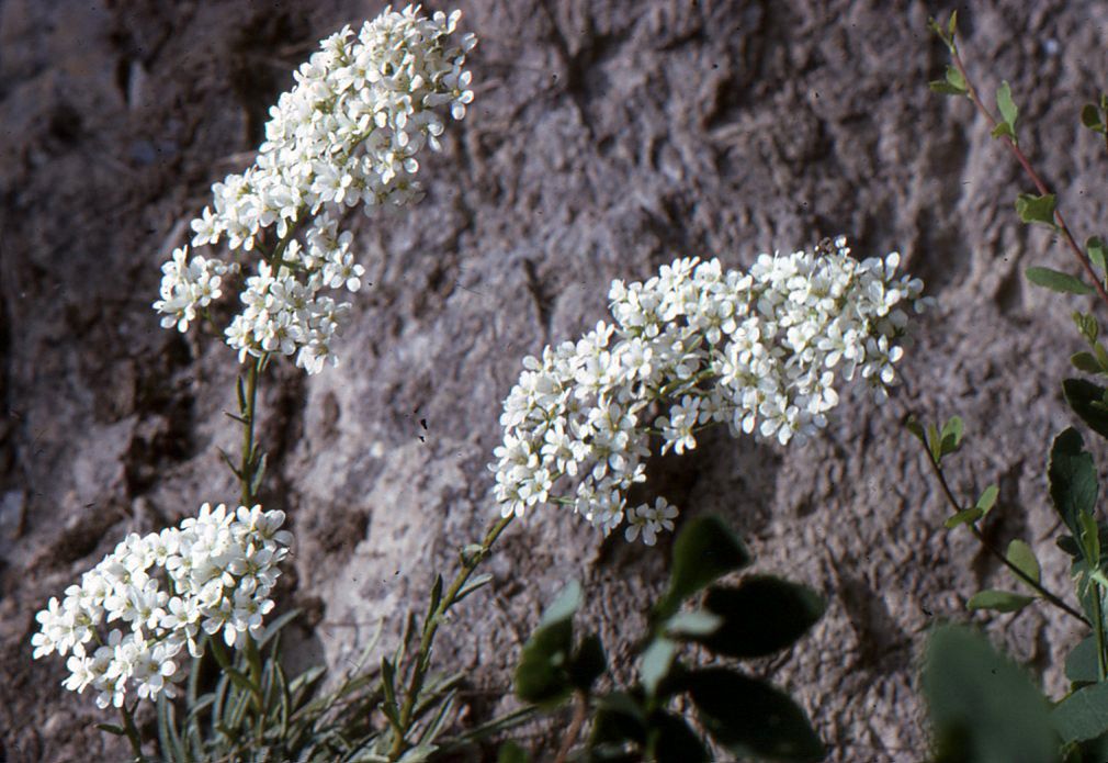 Taken Jun 8, 1992 by Tela Botanica − Liliane ROUBAUDI (cc-by-sa)