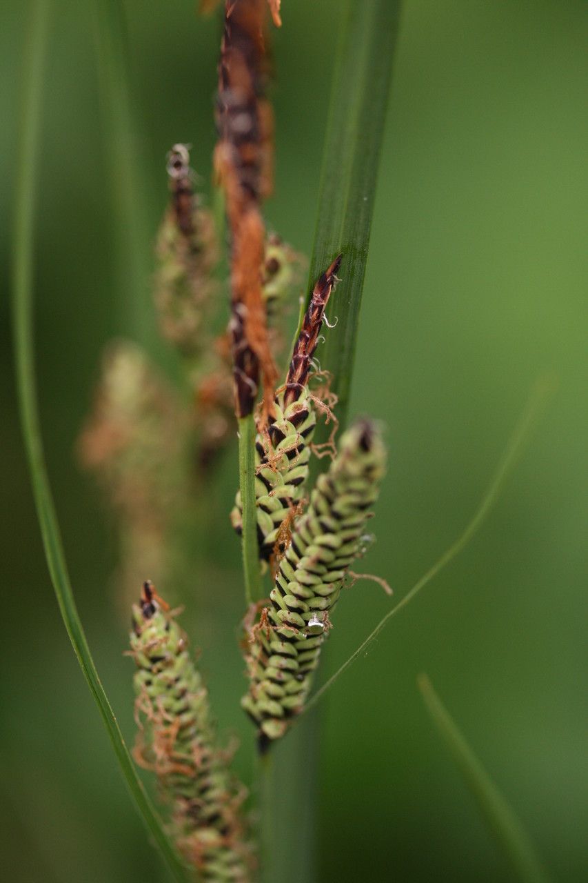 Black sedge