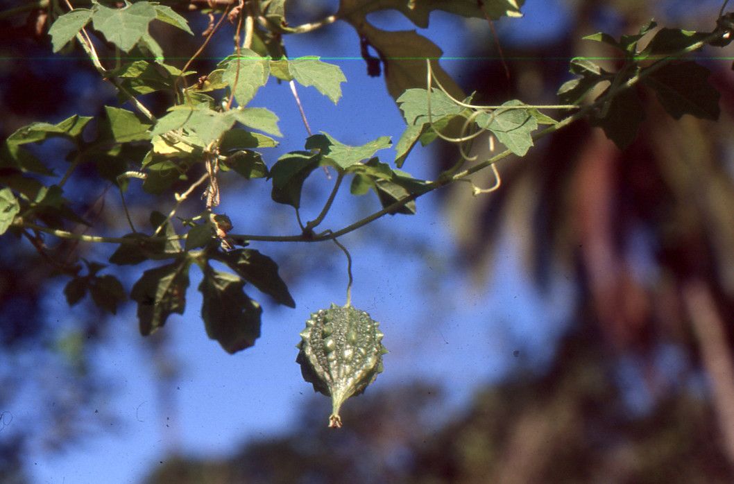 Taken Jan 8, 2001 by Tela Botanica − Liliane ROUBAUDI (cc-by-sa)