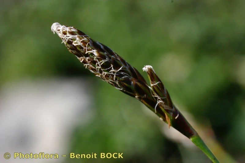 Taken Jul 15, 2004 by Photoflora - Benoit BOCK (©)