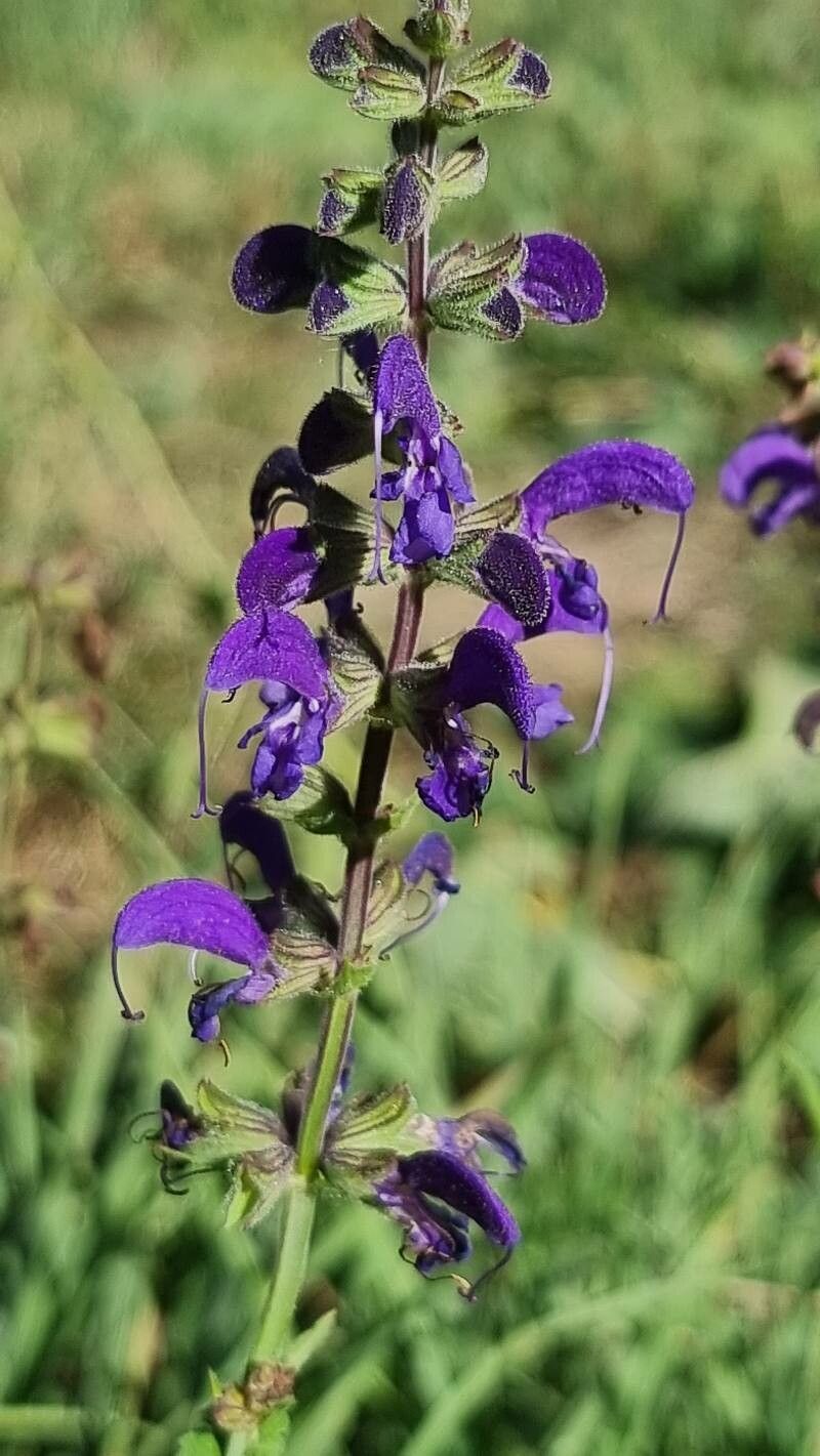 Observation: Salvia pratensis L. (Stéphane Bonhomme Jul 28, 2022 ...