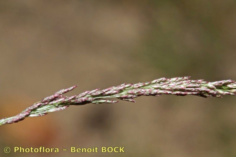 Taken Aug 15, 2015 by Photoflora - Benoit BOCK (©)