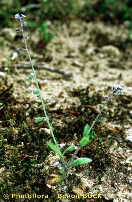 Taken Apr 15, 2000 by Photoflora - Benoit BOCK (©)