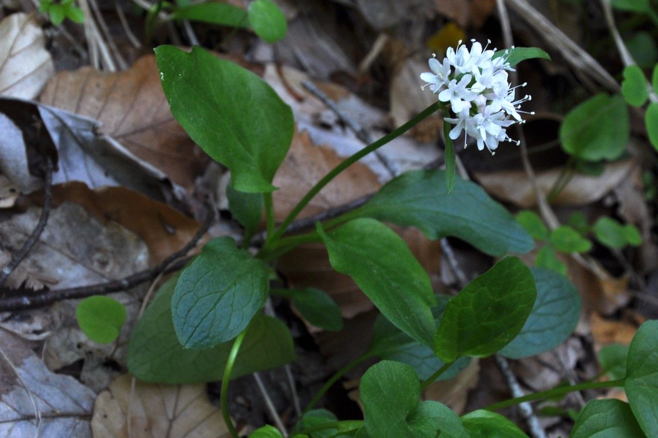 Taken Jun 23, 2013 by Tela Botanica − Jean MAURE (cc-by-sa)