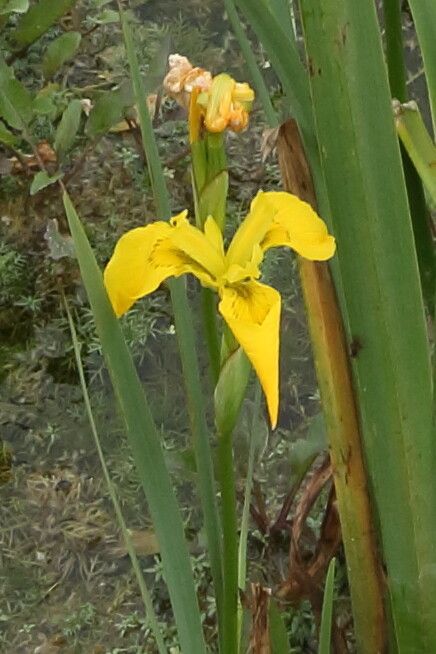 Iris pseudacorus L., Lirio amarillo (Flora mundial) - Pl@ntNet identify