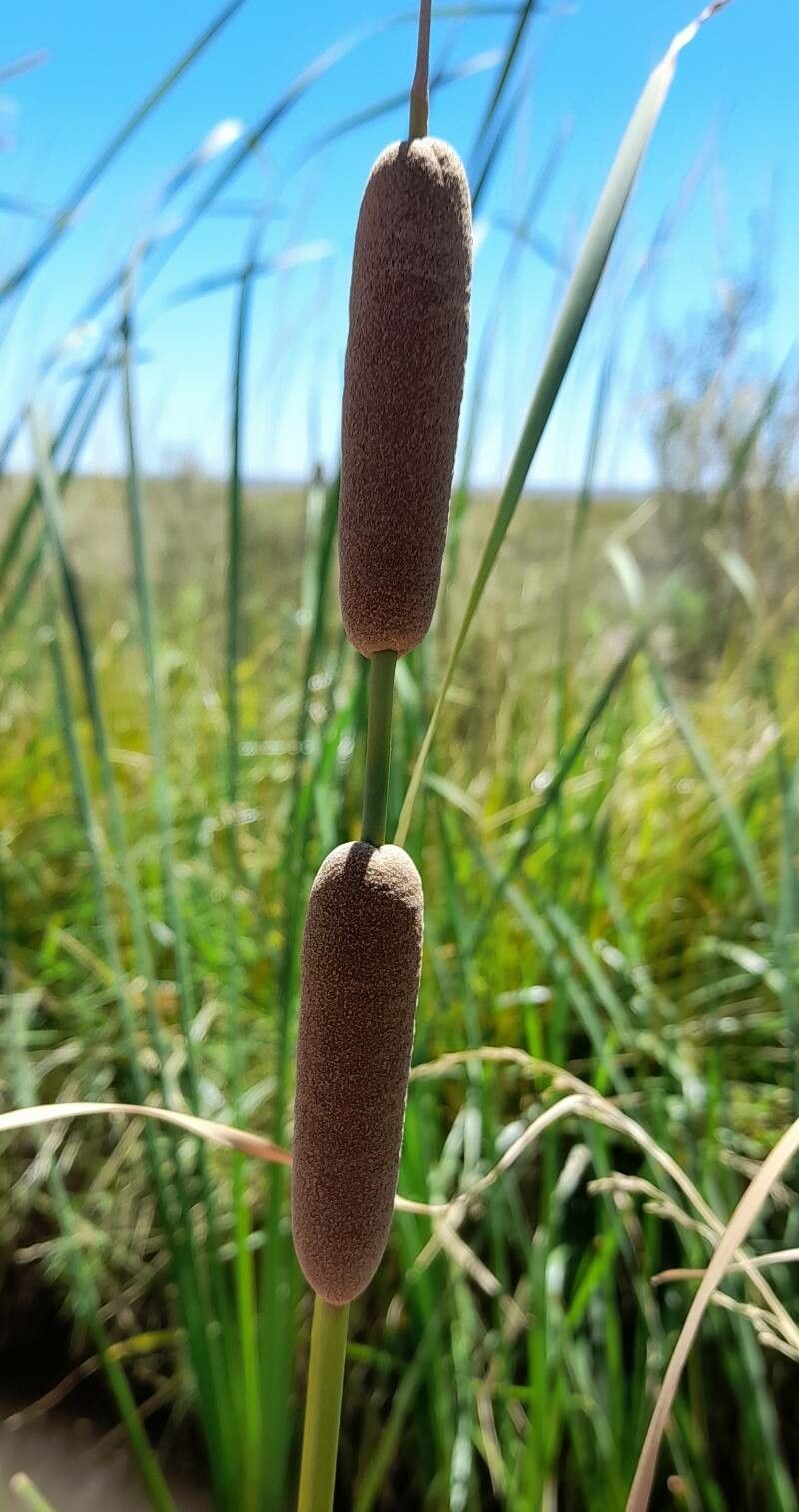 Typha domingensis Pers., Taboa (World flora) - Pl@ntNet identify