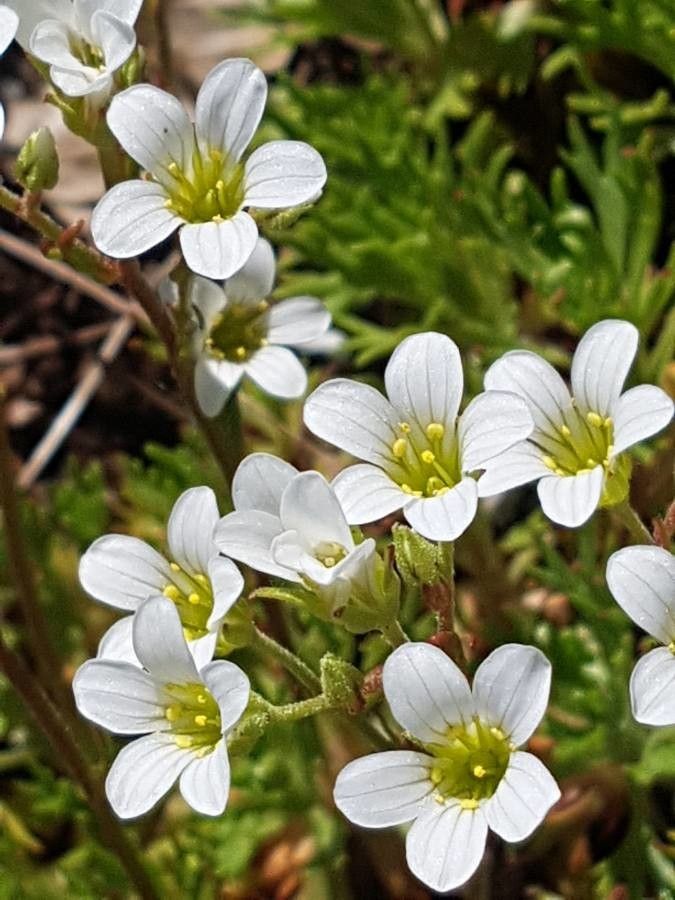 Saxifraga granulata L., Meadow saxifrage (World flora) - Pl@ntNet identify