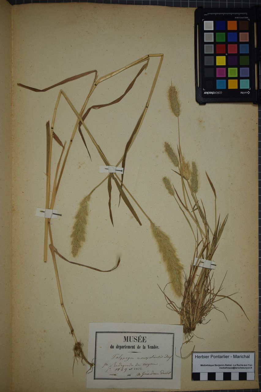 Taken May 31, 1849 by Tela Botanica − Herbier PONTARLIER-MARICHAL (cc-by-sa)