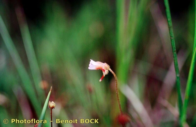 Taken Jan 15, 1995 by Photoflora - Benoit BOCK (©)