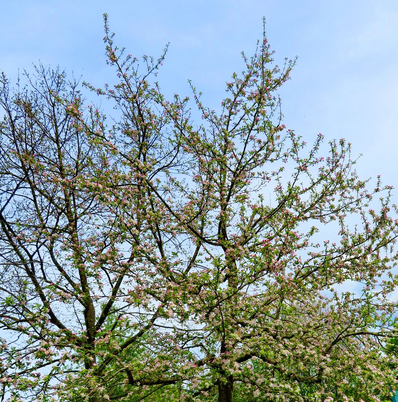 malus pumila tree