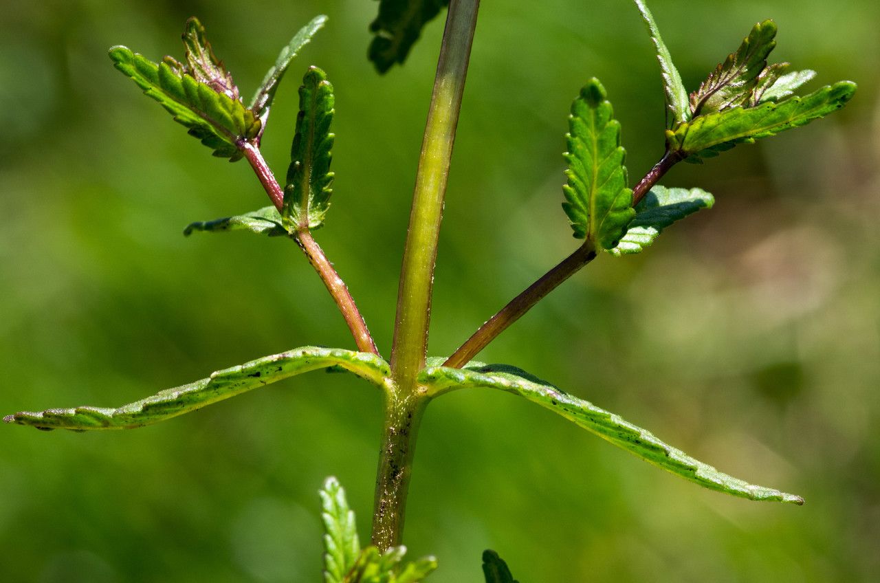 Taken Jun 14, 2012 by Tela Botanica − Jean-Jacques HOUDRÉ (cc-by-sa)